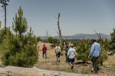 Restoring 125,000 trees in wildfire-scarred California