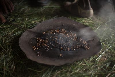 Climate change is coming for your coffee: our trees are fighting back