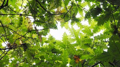 This forest looks healthy… until you look closer