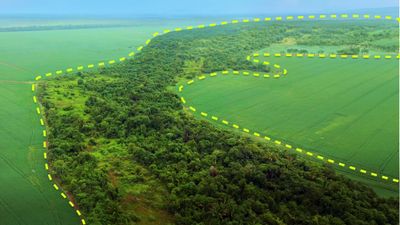 The world’s most biodiverse savanna is vanishing, so we’re restoring it