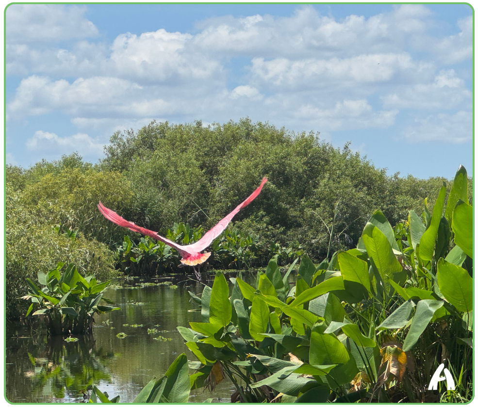 Photograph framed with a thin green border and a small white "A" logo watermark in the lower right corner. A large bird with vivid pink-and-red wings fully extended flies low over a lush wetland, with dense green vegetation and a calm waterway in the background under a partly cloudy blue sky.