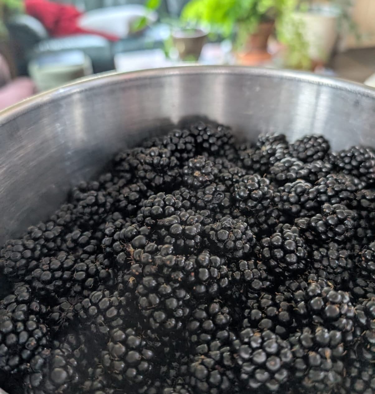Close-up of a metal bowl heaped with freshly picked ripe blackberries, with a blurred indoor background of houseplants and furniture.