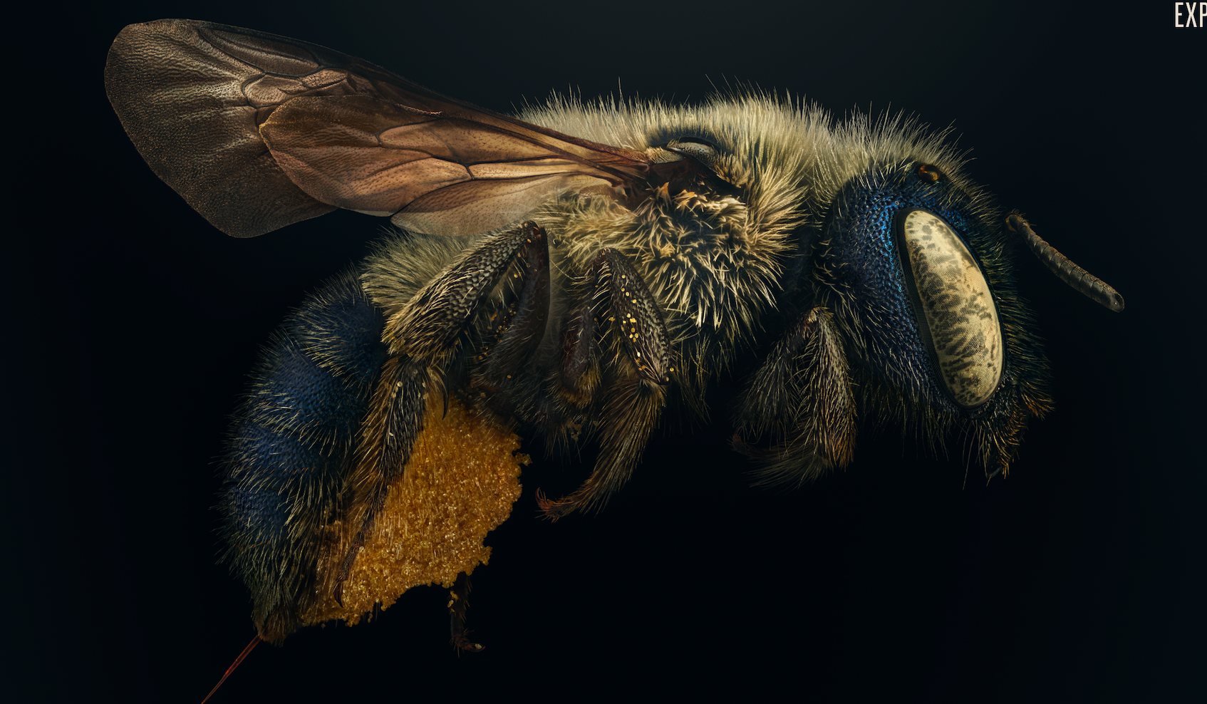 Extreme close-up macro photograph of a bee against a black background, showing intricate detail of its iridescent blue-green body, fuzzy tan hair, transparent veined wings, and a large pollen mass gathered below its abdomen.