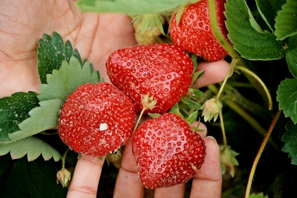 Close up of hands holding several large ripe strawberries, with leaves and stems