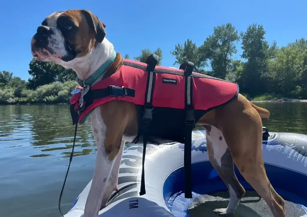A boxer dog wearing a red life jacket stands on an inflatable raft on a calm river, with green trees lining the shore and a clear blue sky overhead.
