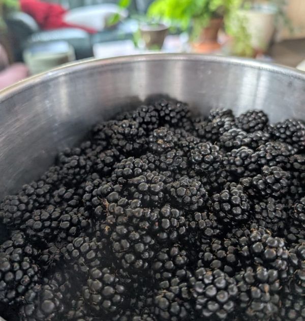 Close-up of a metal bowl heaped with freshly picked ripe blackberries, with a blurred indoor background of houseplants and furniture.