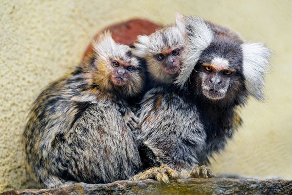 Two baby marmosets ride on an adult marmoset's back, all three with fluffy white ear tufts, looking toward the camera.