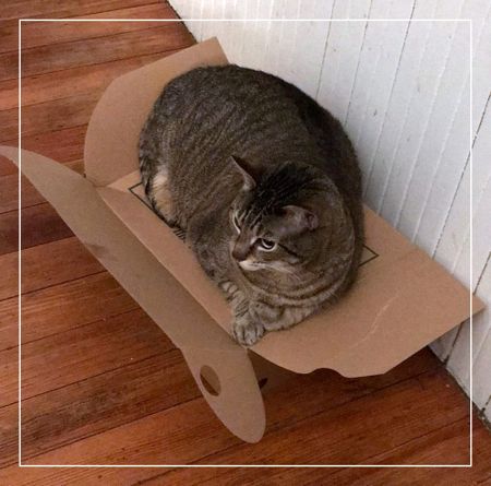 Tarot for Cats
