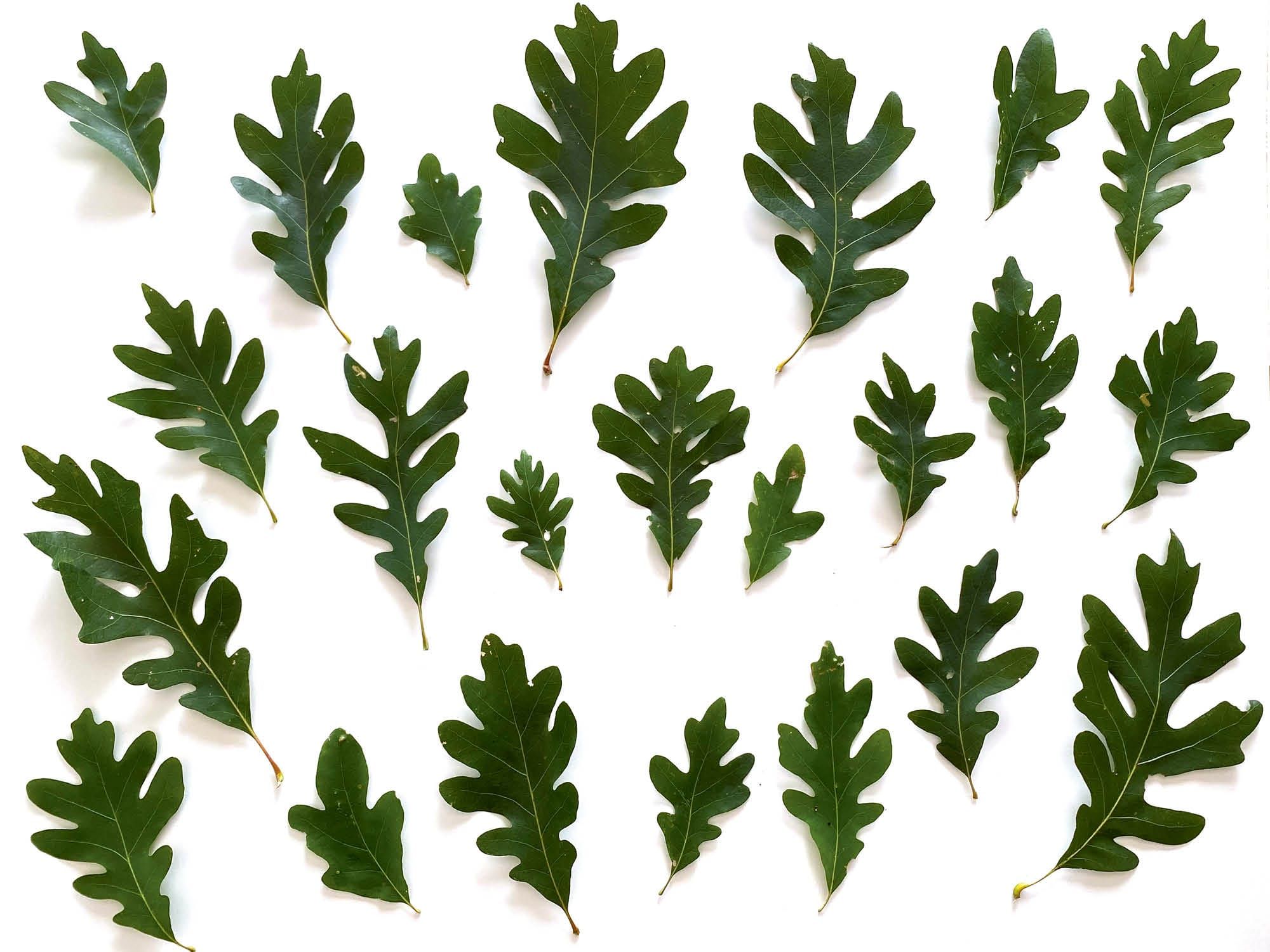 Sympoïèse : Co-création et interdépendance du vivant