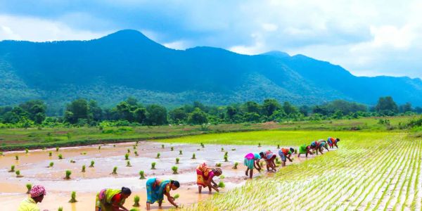 Vers la démocratie et l'autosuffisance : la biodynamie en Asie