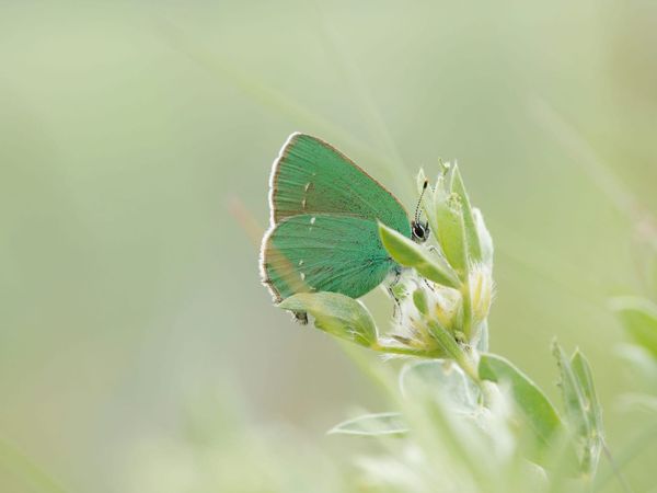 L'anthropologie contemporaine élargit l'horizon de la science