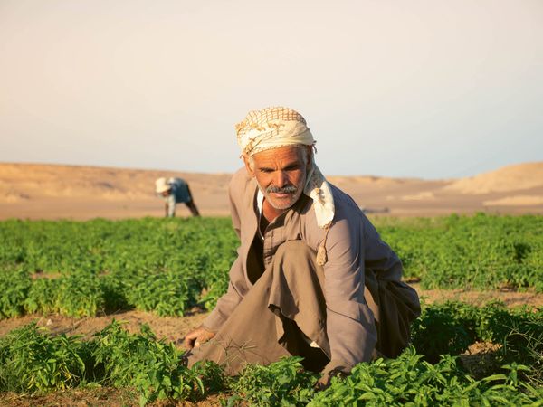 « Greening the Desert » – Entre vision et prudence