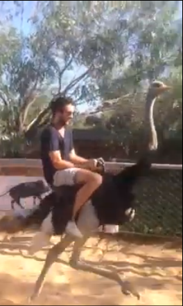 inforcare uno struzzo