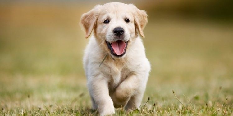 viaggiare-con-i-tuoi-amici-a-4-zampe