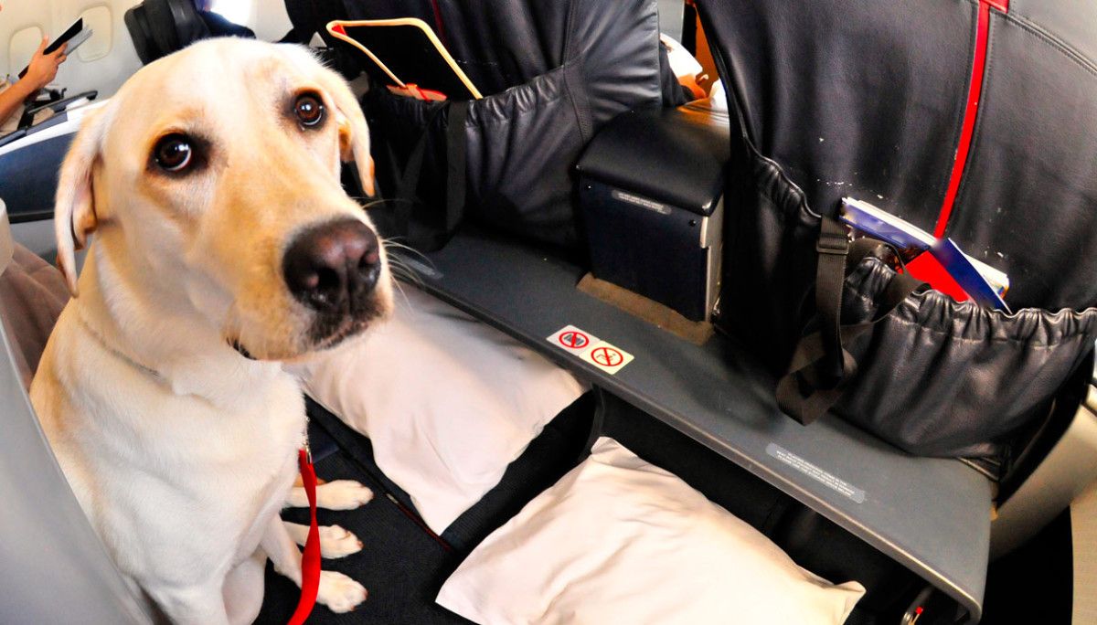 viaggiare-con-i-tuoi-amici-a-4-zampe