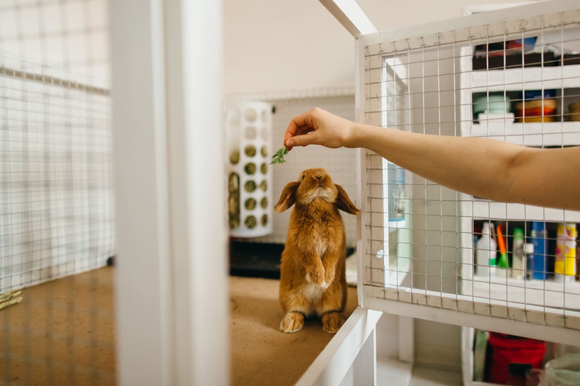 Una persona che dà da mangiare a un coniglio - pet sitting con HomeExchange