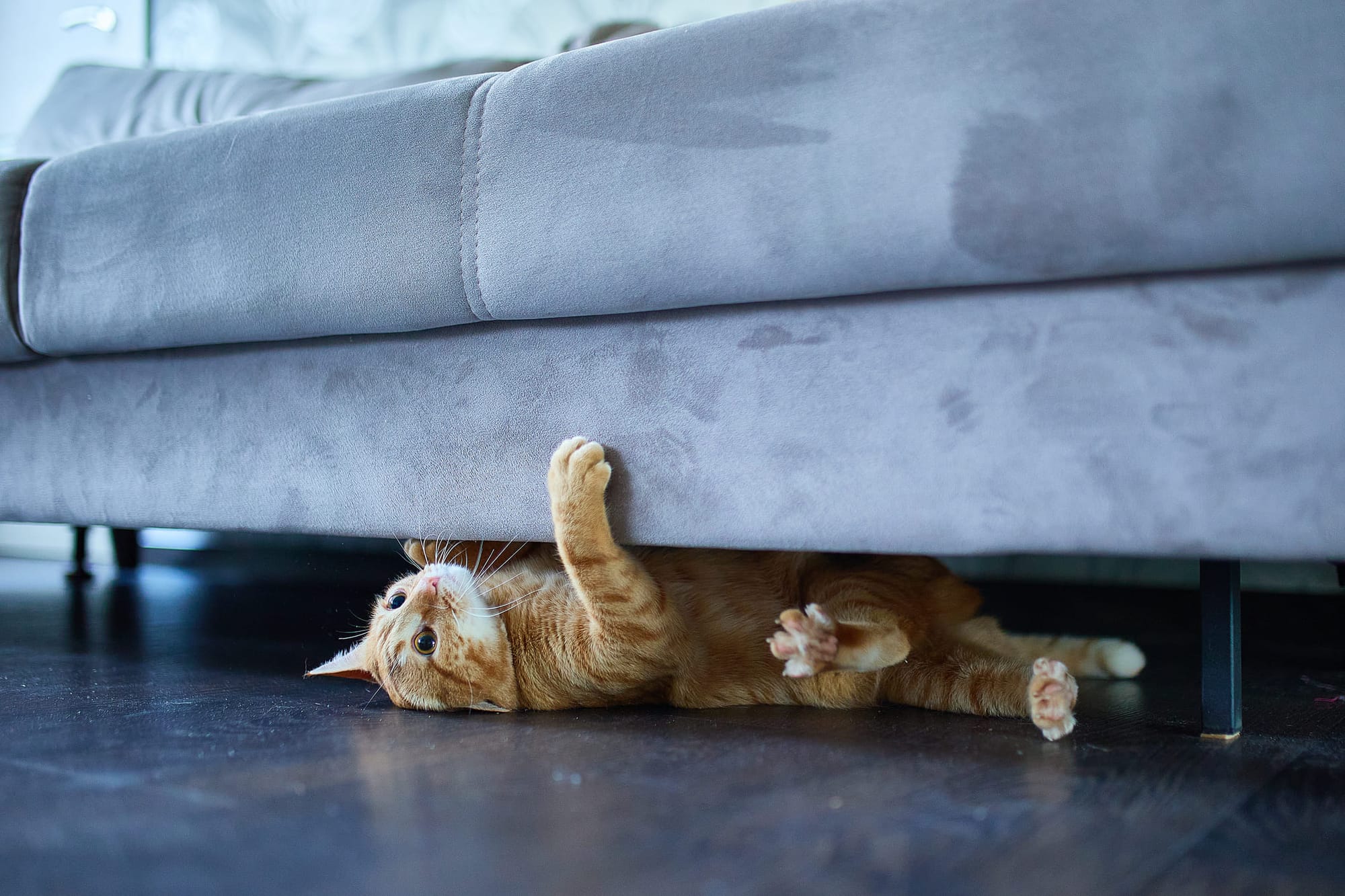 Un gatto sotto il divano - pet sitting su HomeExchange