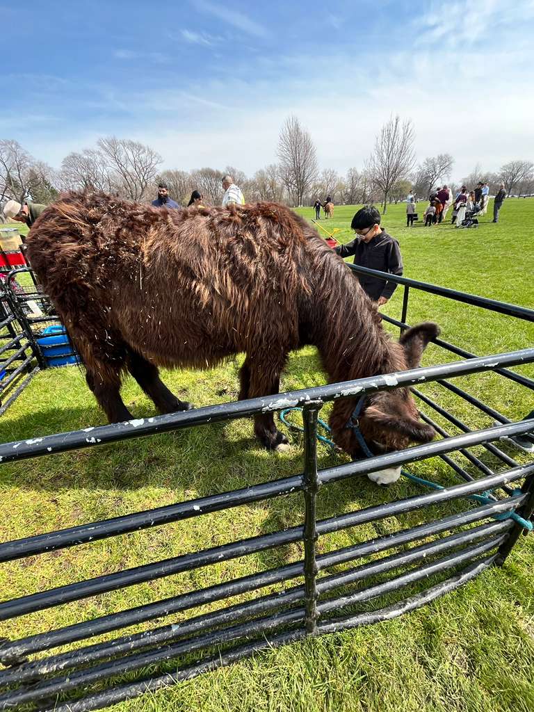 A child in a black hoodie pets a dark brown donkey inside a metal fence enclosure at an outdoor community event.