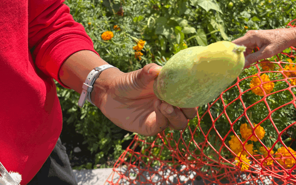 Forgotten to flourishing: Heritage students transform school garden