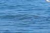 VIDEO Zadranin upozorava sugrađane: "Ne kupajte se tu, izviru fekalije!"