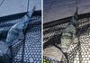 ALARM NA JADRANU! Nakon Rijeke, iznimno otrovna napuhača ulovljena i na Koločepu: 'Ima ih po cijelom moru!