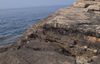 PLAŽA ZA SVE Nakon uklanjanja nekadašnje oznake FKK, na Lokrumu dopušteni i nudizam i kupaći kostimi. Legaz: "Ovo nije po Zakonu"