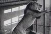 MONOGRAFIJA ZOO - a Tigrovi, lavovi, klokani i leopradi nekada su boravili na splitskom Marjanu