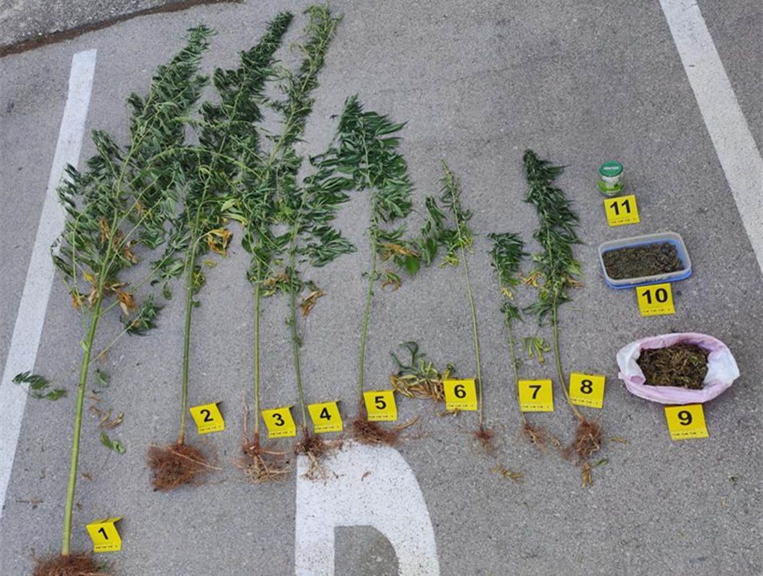 Policija na Hvaru iščupala marihuanu