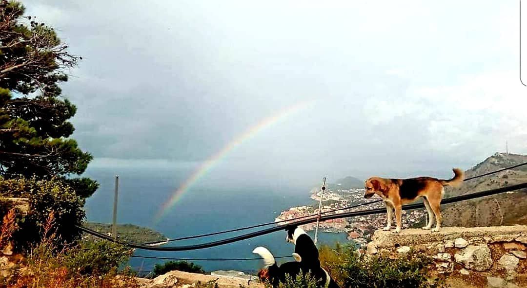 Pod okriljem noći misteriozno nestale strvine pasa na brdu iznad Dubrovnika - pozvani policija i DORH