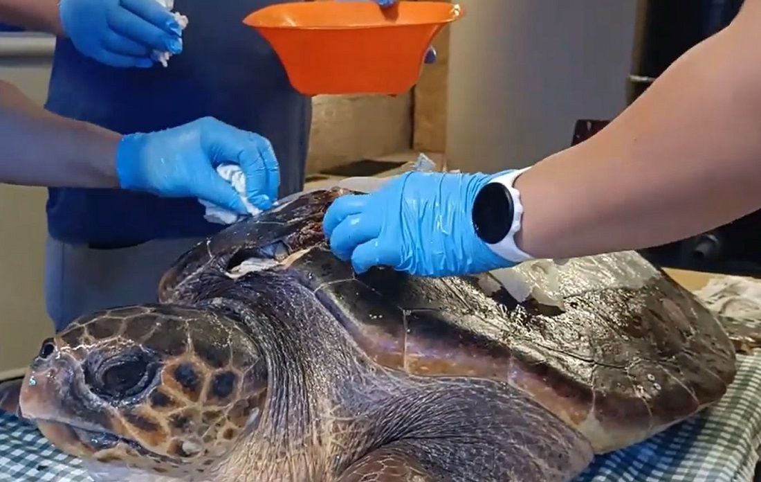 VIDEO Pogledajte kako hrvatski stručnjaci spašavaju oklop nastradale glavate želve