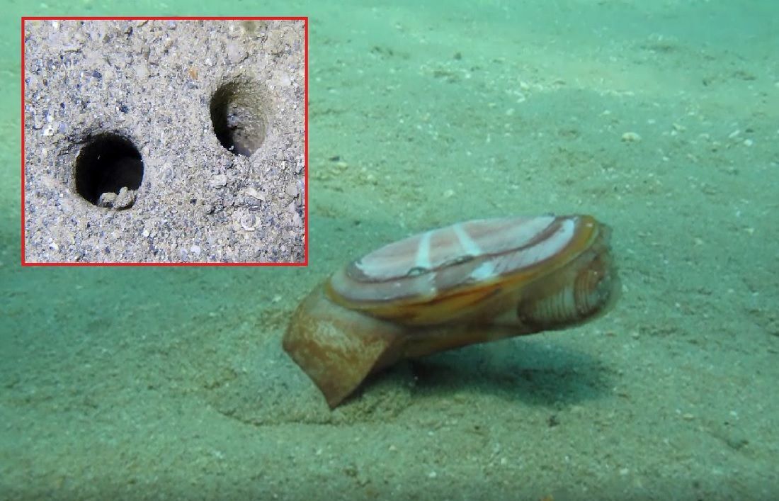 MORSKI SVIJET Sunčev izlazak - Neobična školjka koja živi ukopana u pješčanom tunelu