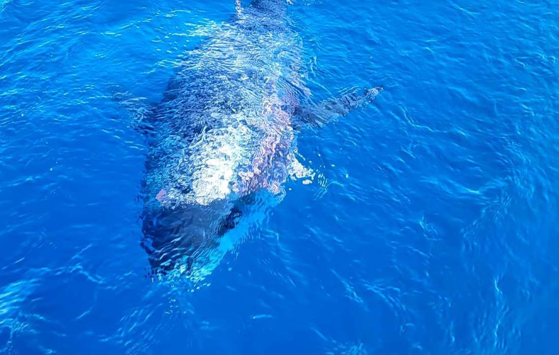 FOTO/VIDEO Navikli ste da dupini skaču uz brodove, a jeste li vidjeli kako tuna prati jedrilicu?