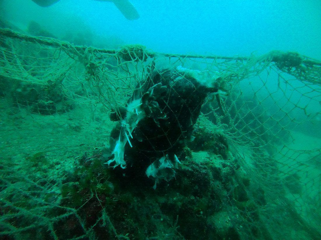 Iz mora se vadi mreža u koju se zaplela šibenska želva - Evo kome se obratiti ako naiđete na ilegalne ribarske alate