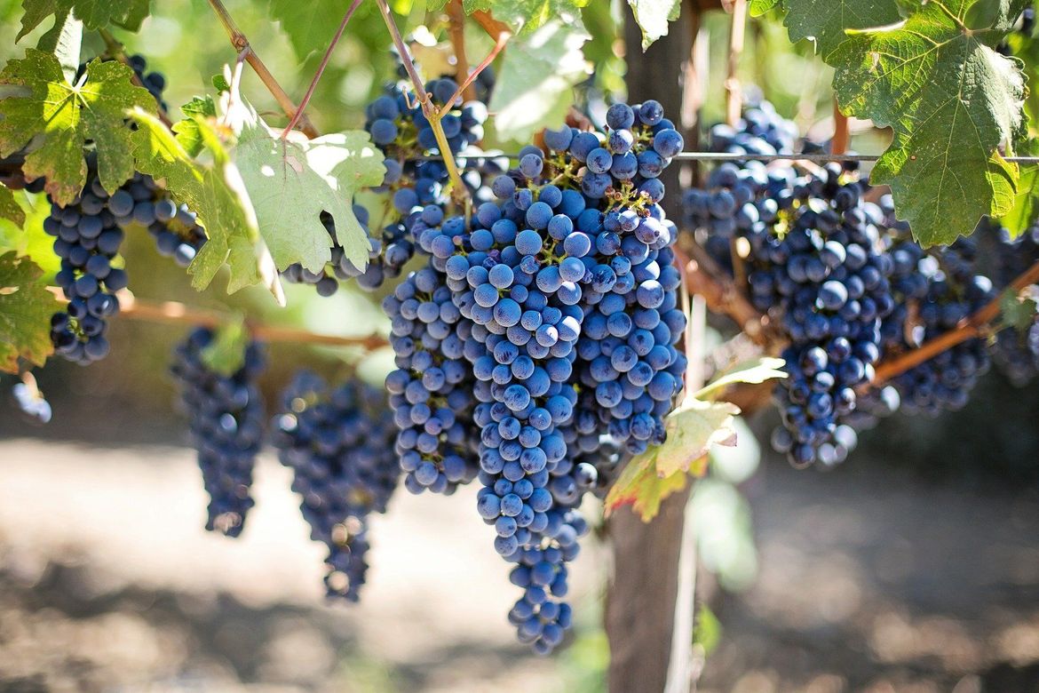 Počela dostava uzoraka za 32. Sabatinu, međunarodnu manifestaciju vinogradara i vinara
