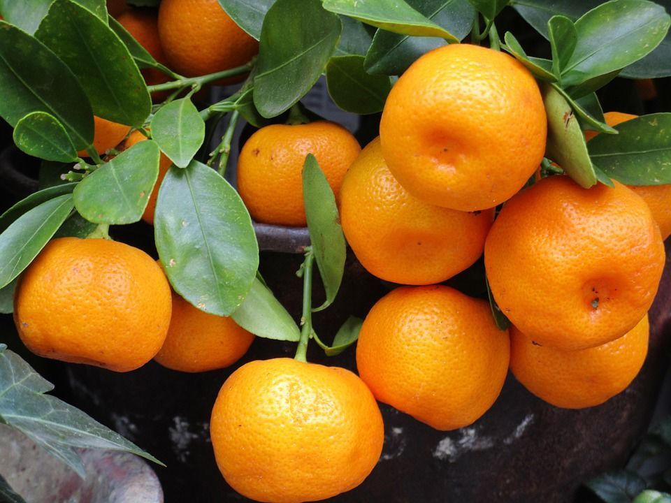 Povjerenstvo za mandarine Dubrovačko-neretvanske županije poljoprivrednicima: "Berite samo zrele mandarine"