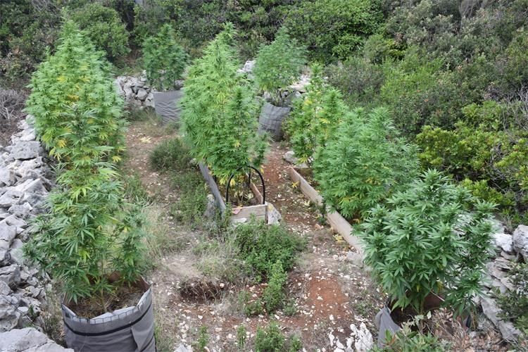 Nastavljaju se uhićenja na Korčuli zbog neovlaštene proizvodnje i prodaje droge
