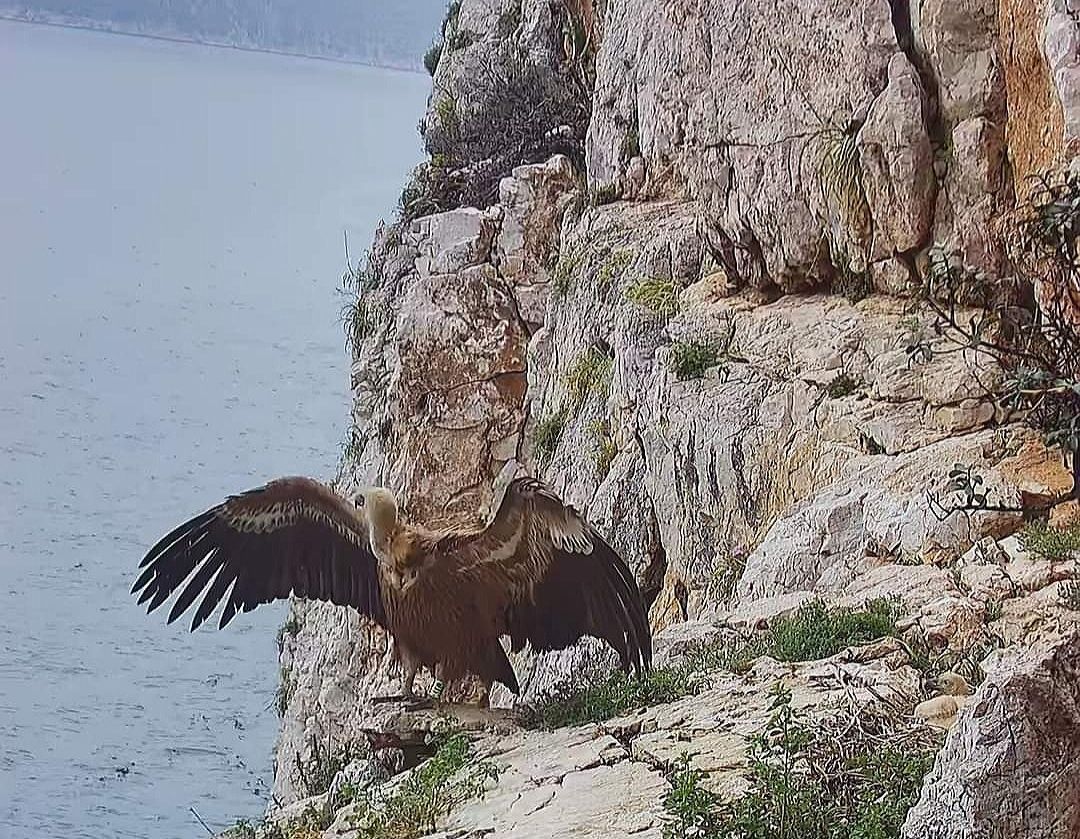 Bjeloglavi supovi se nakon stotinu godina vratili na Učku, savili su tamo tri gnijezda