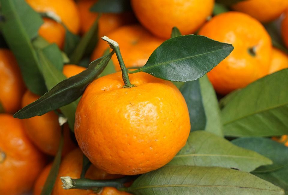 NEMA RADNIKA Berba mandarina u punom jeku, no tko će ih ubrati?