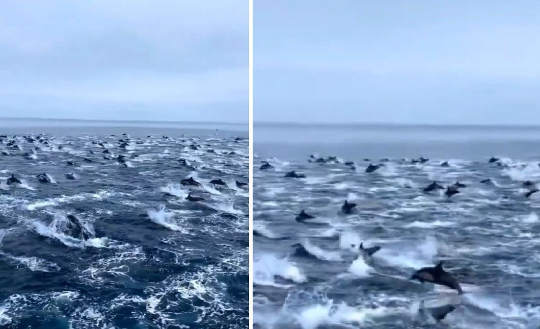 VIDEO Nevjerojatna snimka "stampeda dupina" izmamit će vam osmjeh na lice
