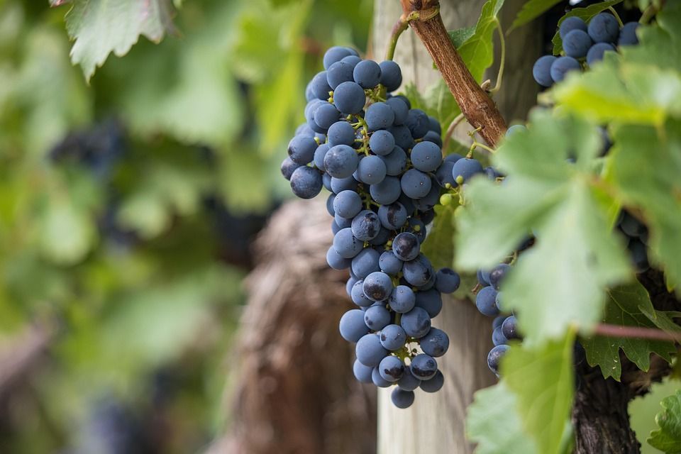 Ključ uspjeha peljeških vinara je povratak tradicionalnoj proizvodnji i prirodnim metodama uzgoja vinove loze