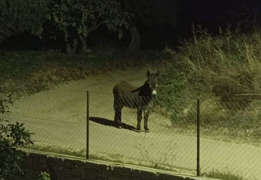 Zalutali magarac šeće Kaštelima