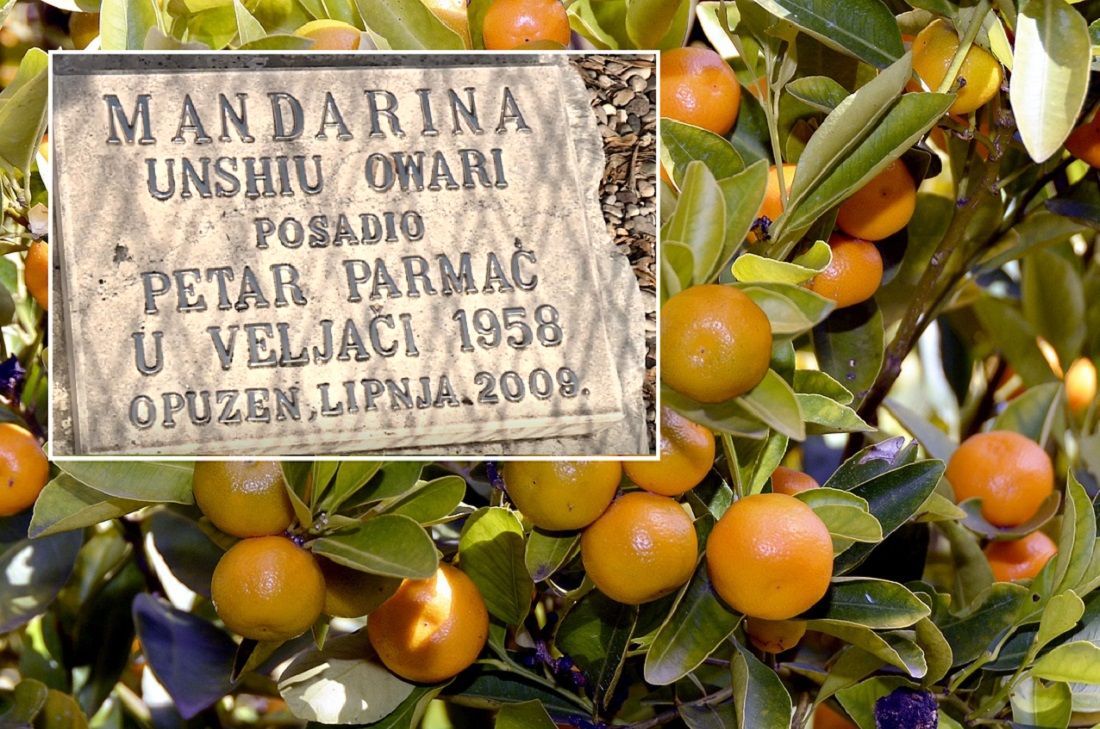 Najstarije stablo mandarina u dolini Neretve ima svoju spomen ploču