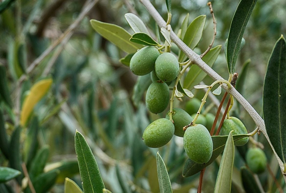 Klimatske promjene tjeraju maslinu sjeverno - Bosanci i Hercegovci počeli proizvoditi ulje