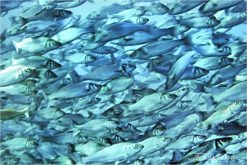 Produljen rok za prikupljanje podataka o ribarskoj floti, marikulturi i preradi ribarstva