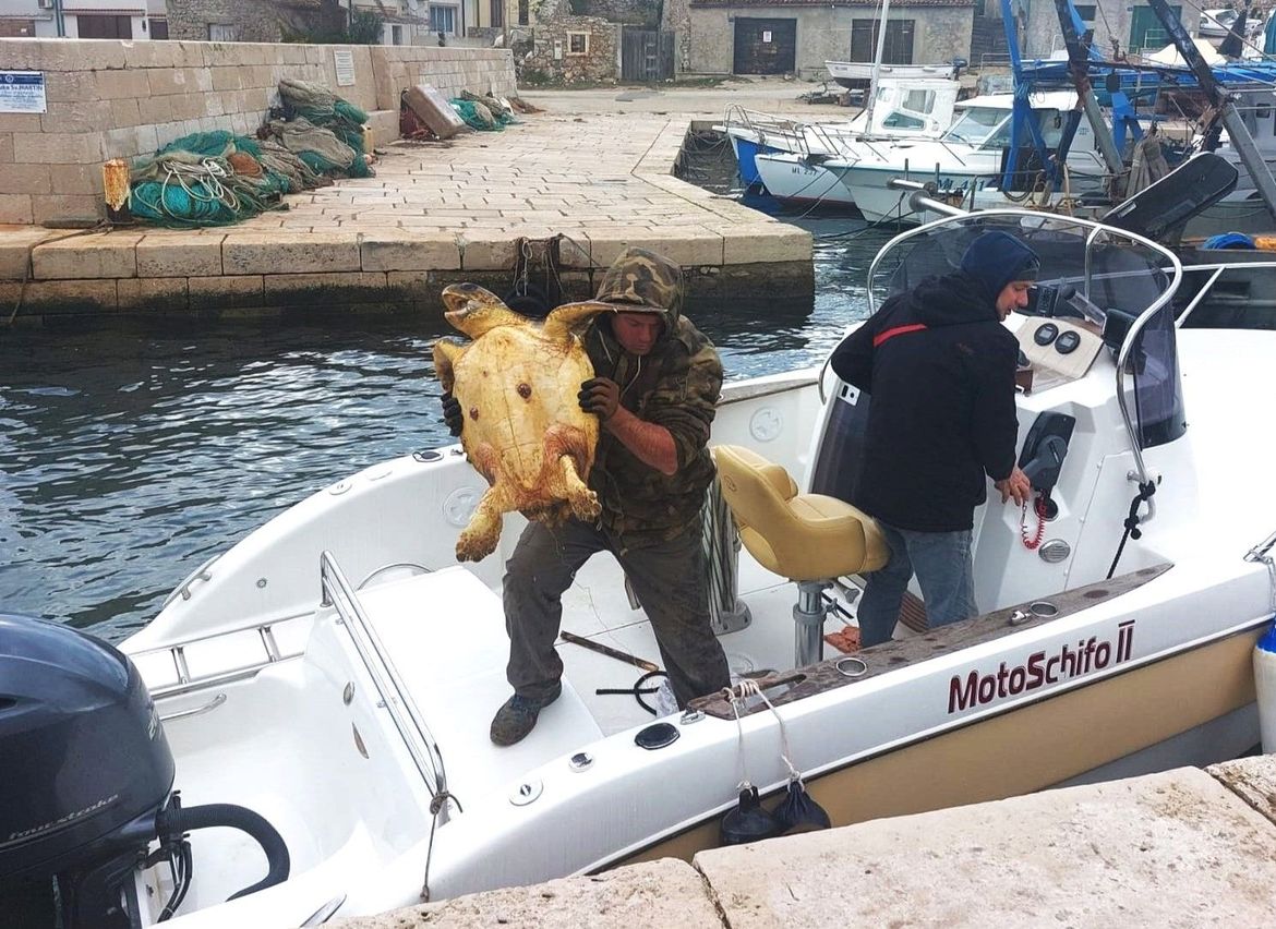 Zahvaljujući ribarima, zbrinute kornjače koje su progutale ribolovni alat