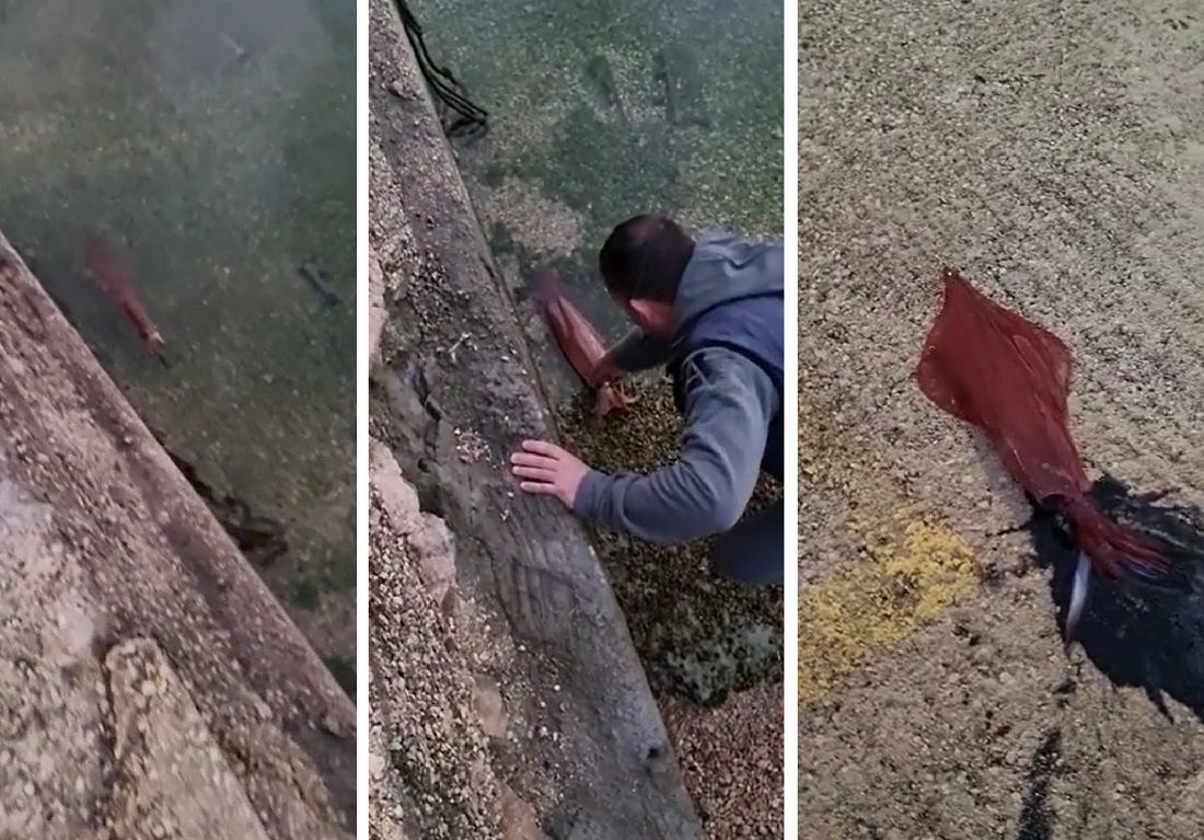 VIDEO Lignja došla do obale, trebalo je samo "uhvatiti rukom"