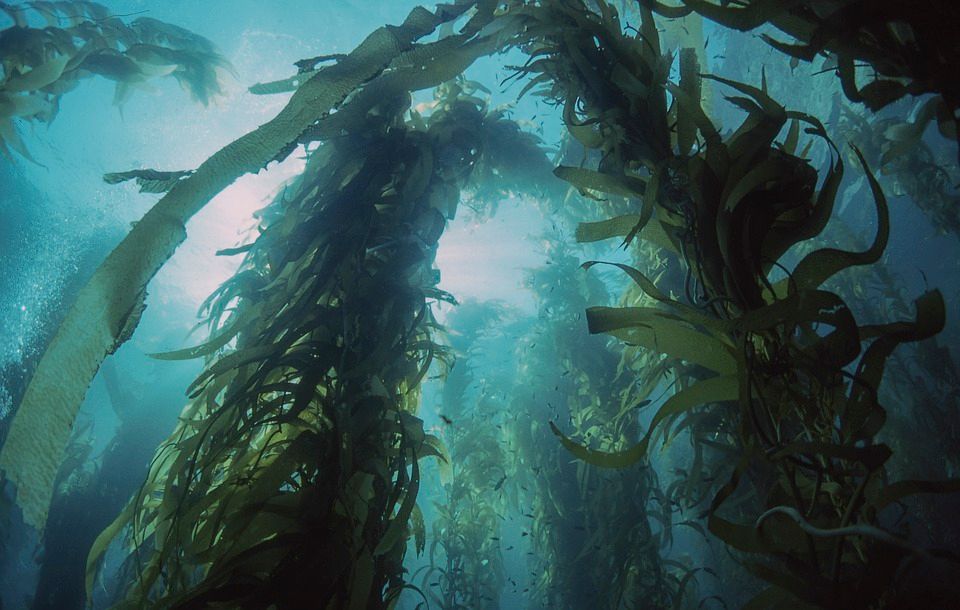 Znanstvenici s Instituta Ruđer Bošković istraživat će utjecaj klimatskih promjena na ciklus ugljika u oceanu