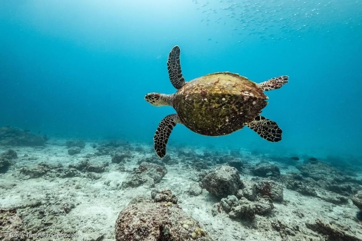 Počinju završni pregovori za Sporazum o svjetskim morima: Greenpeace poslao dopis ministru Grliću Radmanu