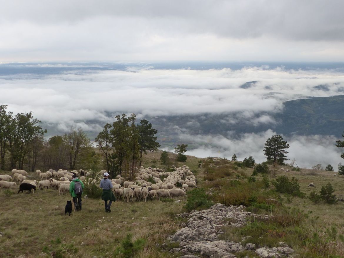 Kako očuvati suhe krške travnjake Učke i Ćićarije?