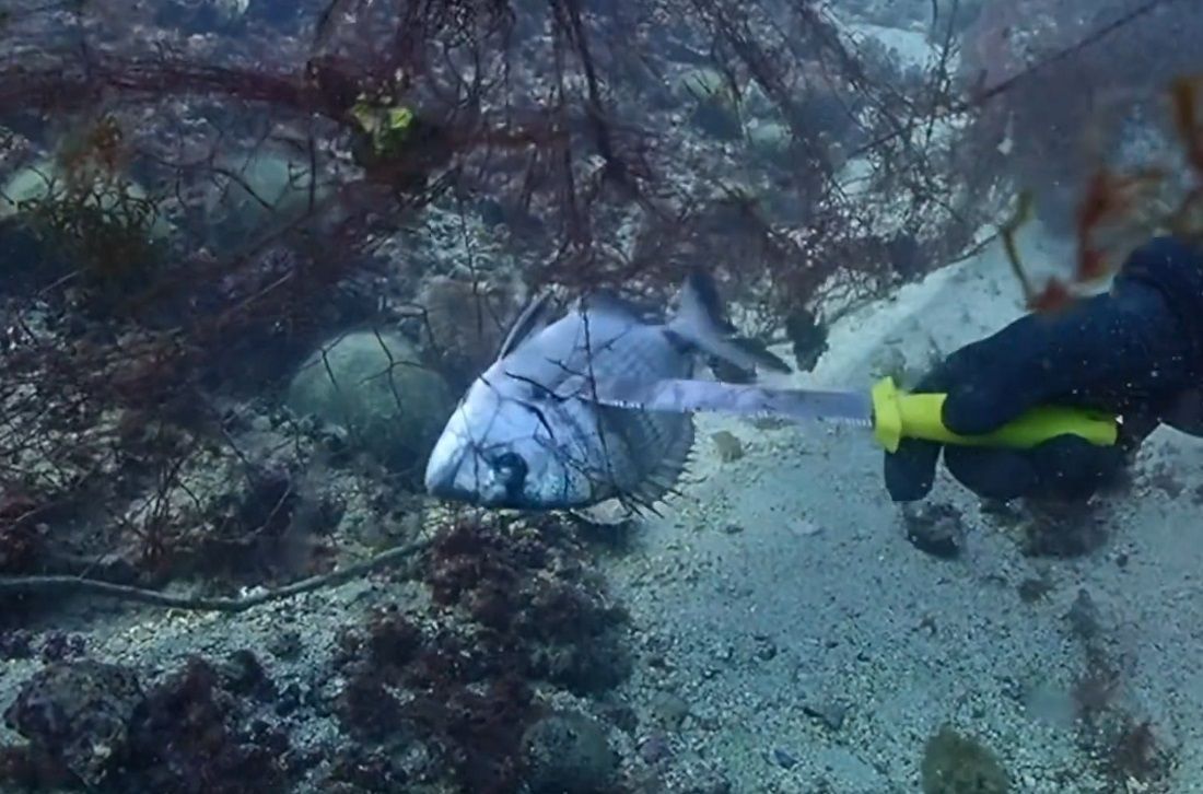 VIDEO Pogledajte spašavanje ulovljenog primjerka oborite ribe iz odbačene mreže